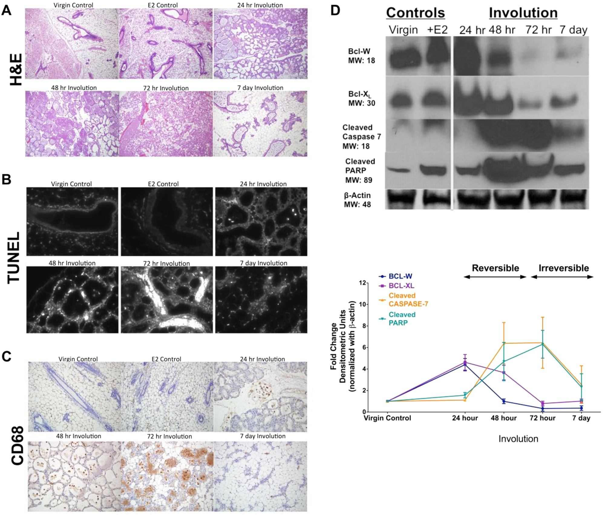 Fig. 2: Progression of mammary gland involution based on changes in tissue architecture, apoptosis, infiltrating magrophages, and the expression of apoptosis proteins.