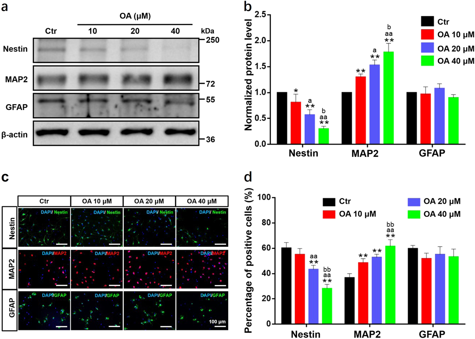 Fig. 3: OA selectively induces neural differentiation of NSCs.