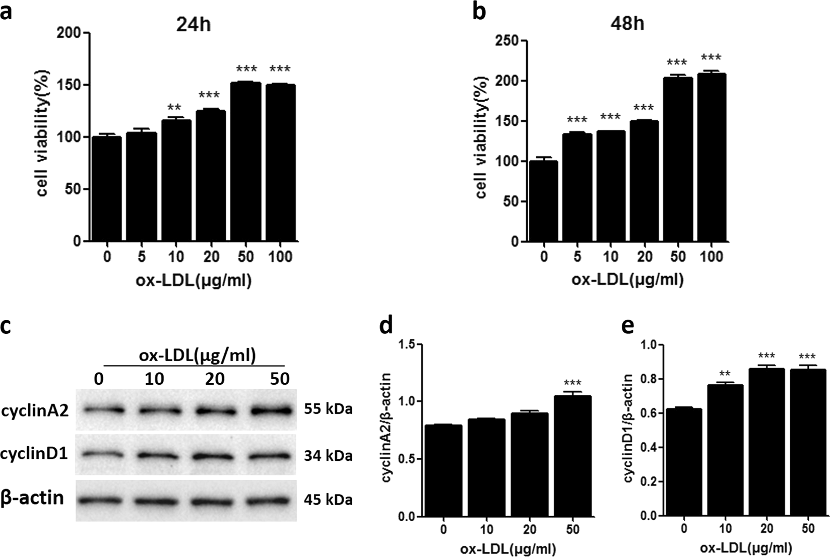 Celastrol Attenuates Ox Ldl Induced Mesangial Cell Proliferation Via Suppressing Nlrp3 Inflammasome Activation Cell Death Discovery