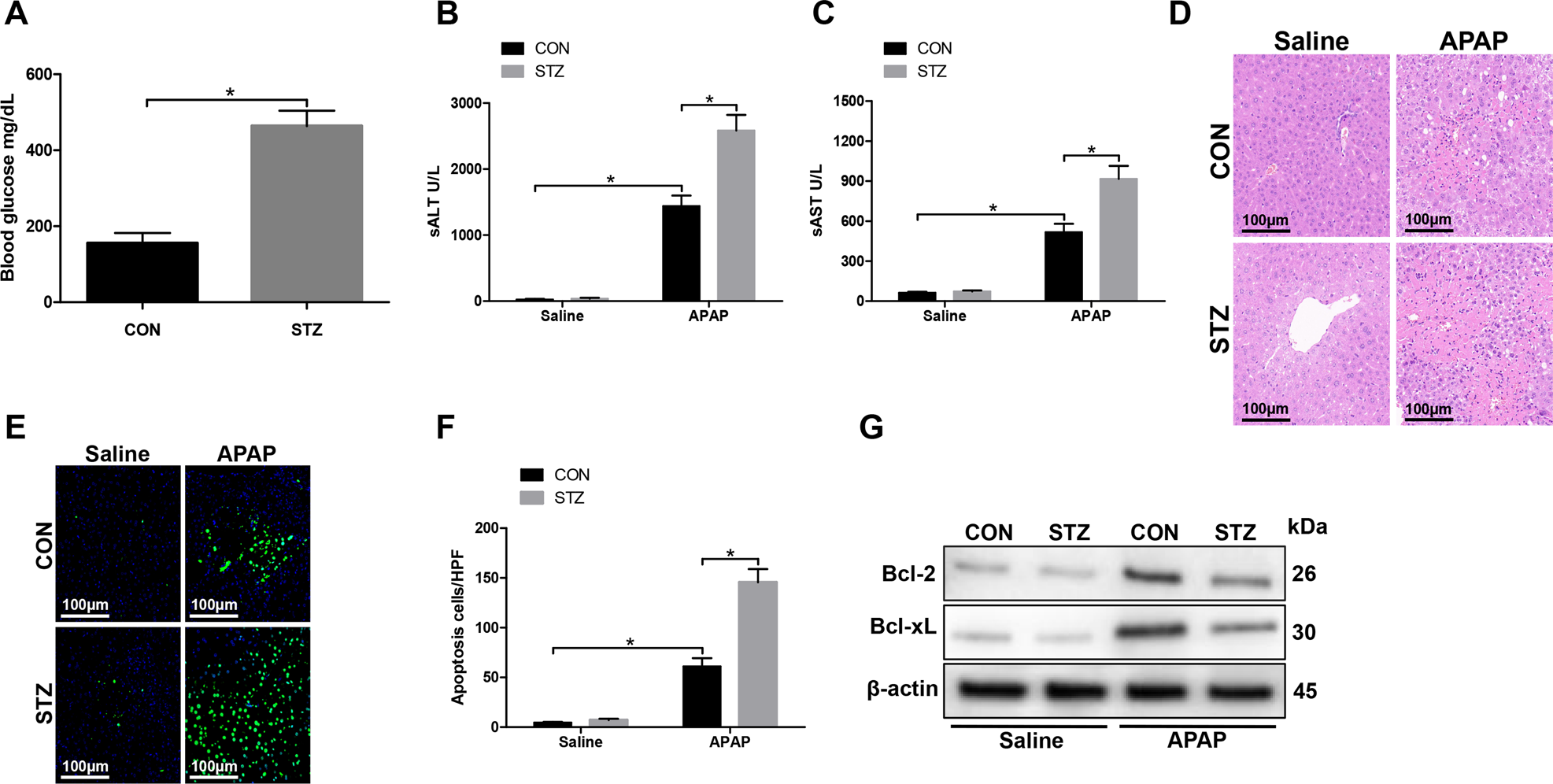 Fig. 1: Hyperglycemia exacerbates APAP-induced acute liver injury.