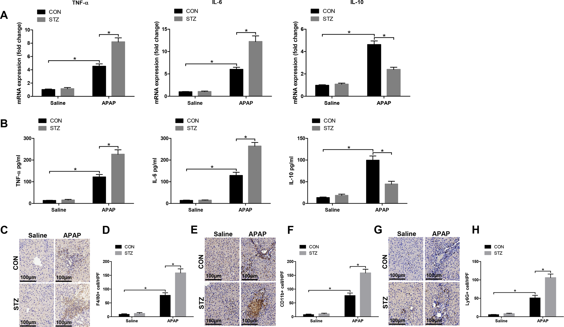 Fig. 2: Hyperglycemia enhances KC-related inflammation response posttreated with APAP.
