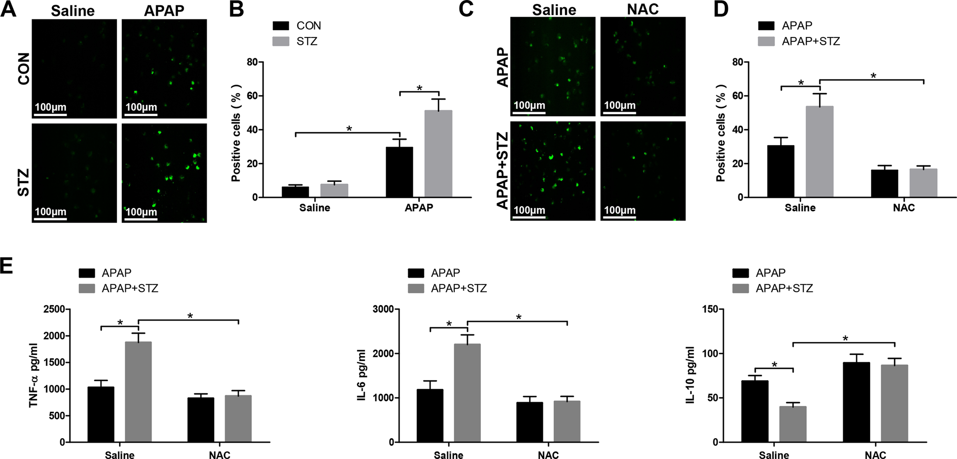Fig. 4: Hyperglycemia induces ROS production in KC in response to APAP-mediated acute liver injury.