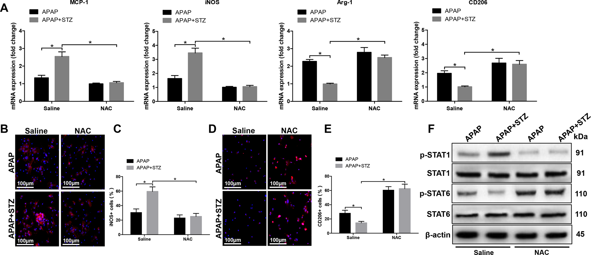 Fig. 5: Hyperglycemia mediates KC M1/M2 polarization by inducing ROS production against APAP-induced acute liver injury.
