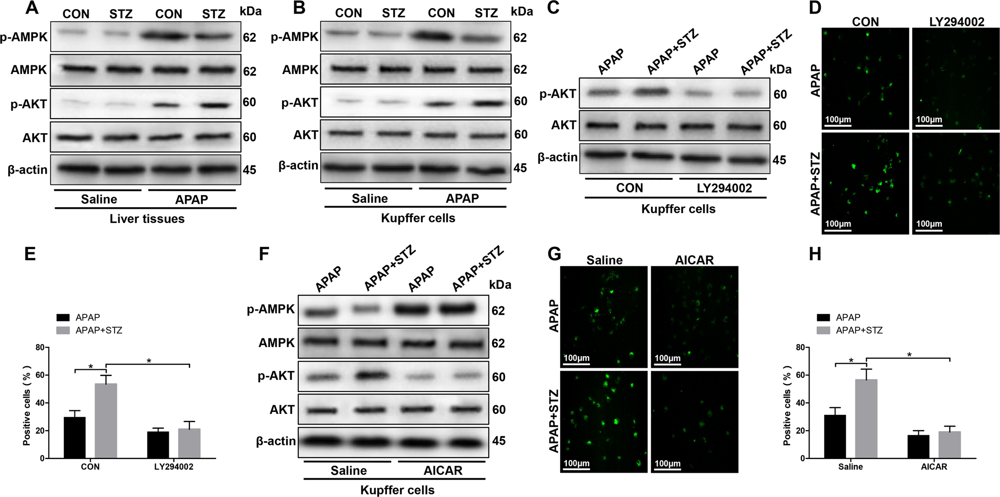 Fig. 6: Hyperglycemia mediates KC ROS production by inactivating AMPK and activating PI3K/AKT signaling pathway.