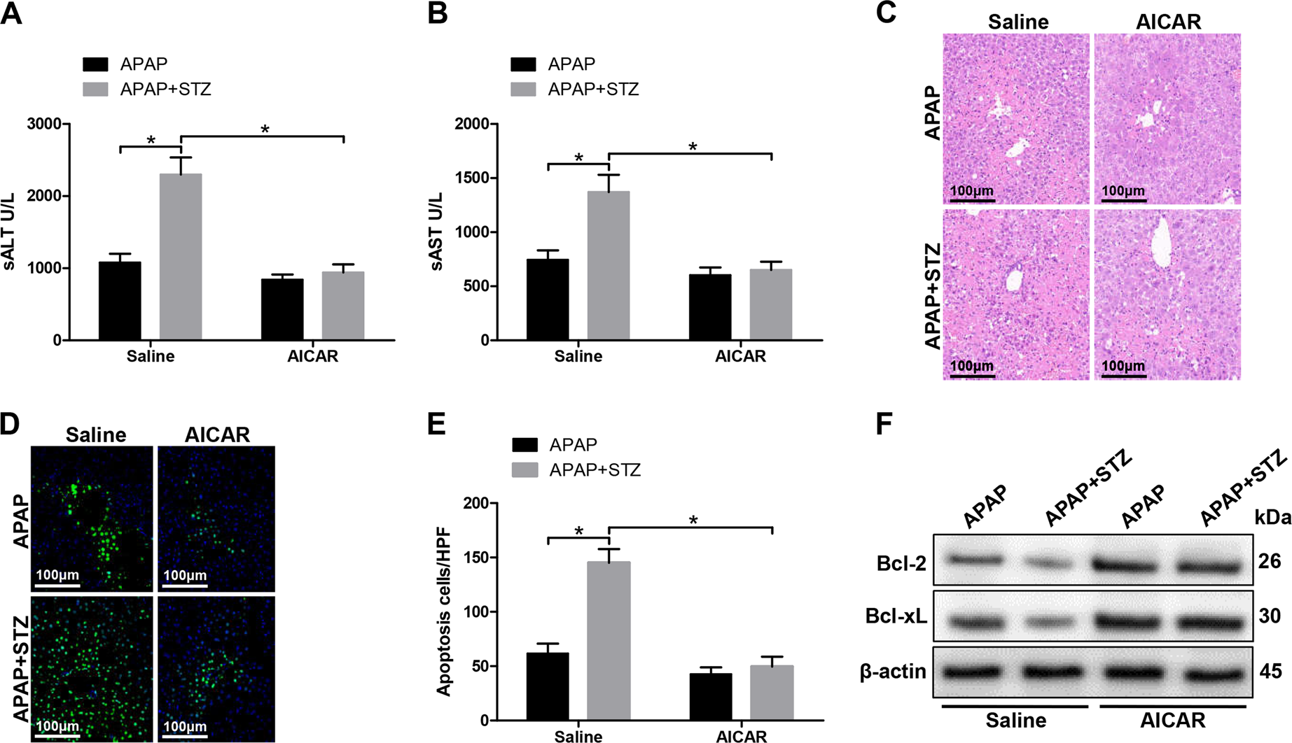 Fig. 7: AMPK activator (AICAR) attenuates APAP-induced acute liver injury under hyperglycemia.