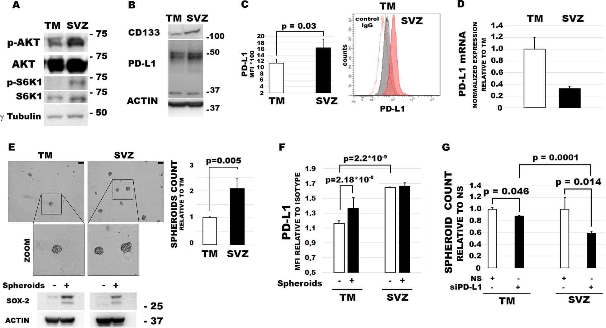 Fig. 3: PD-L1 sustains GBM capacity to form spheroids.