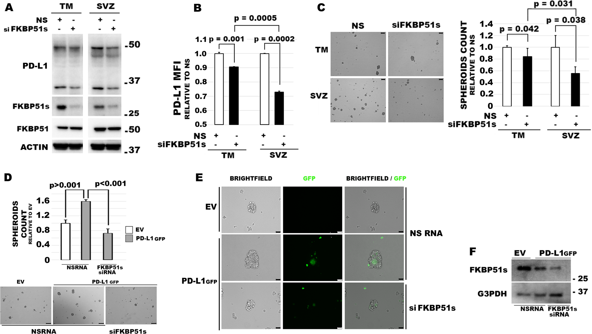 Fig. 4: FKBP51s regulates PD-L1 expression and spheroid formation in TM-GBM and SVZ-GBM cells.