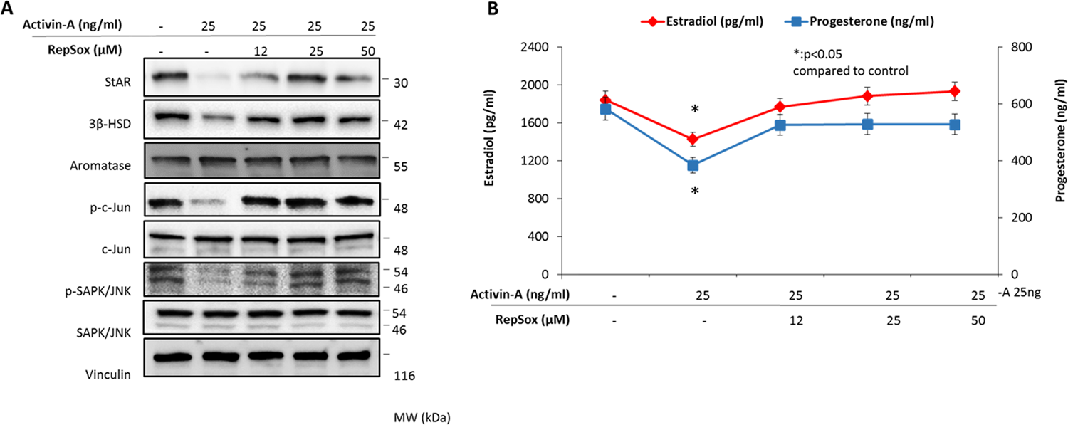 Fig. 4: Antagonizing the actions of activin-A with a receptor blocker relieves its suppressive effects on steroidogenesis and JNK pathway in human luteal granulosa cells.