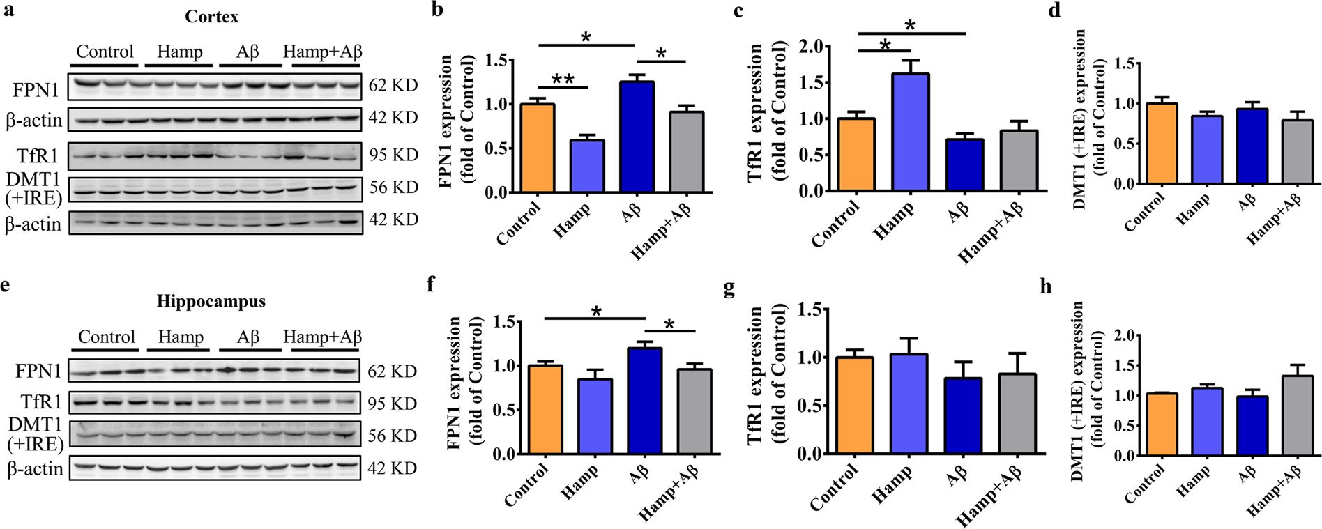 Fig. 5: Astrocyte hepcidin overexpression prevented Aβ-induced dysregulation of iron homeostasis.