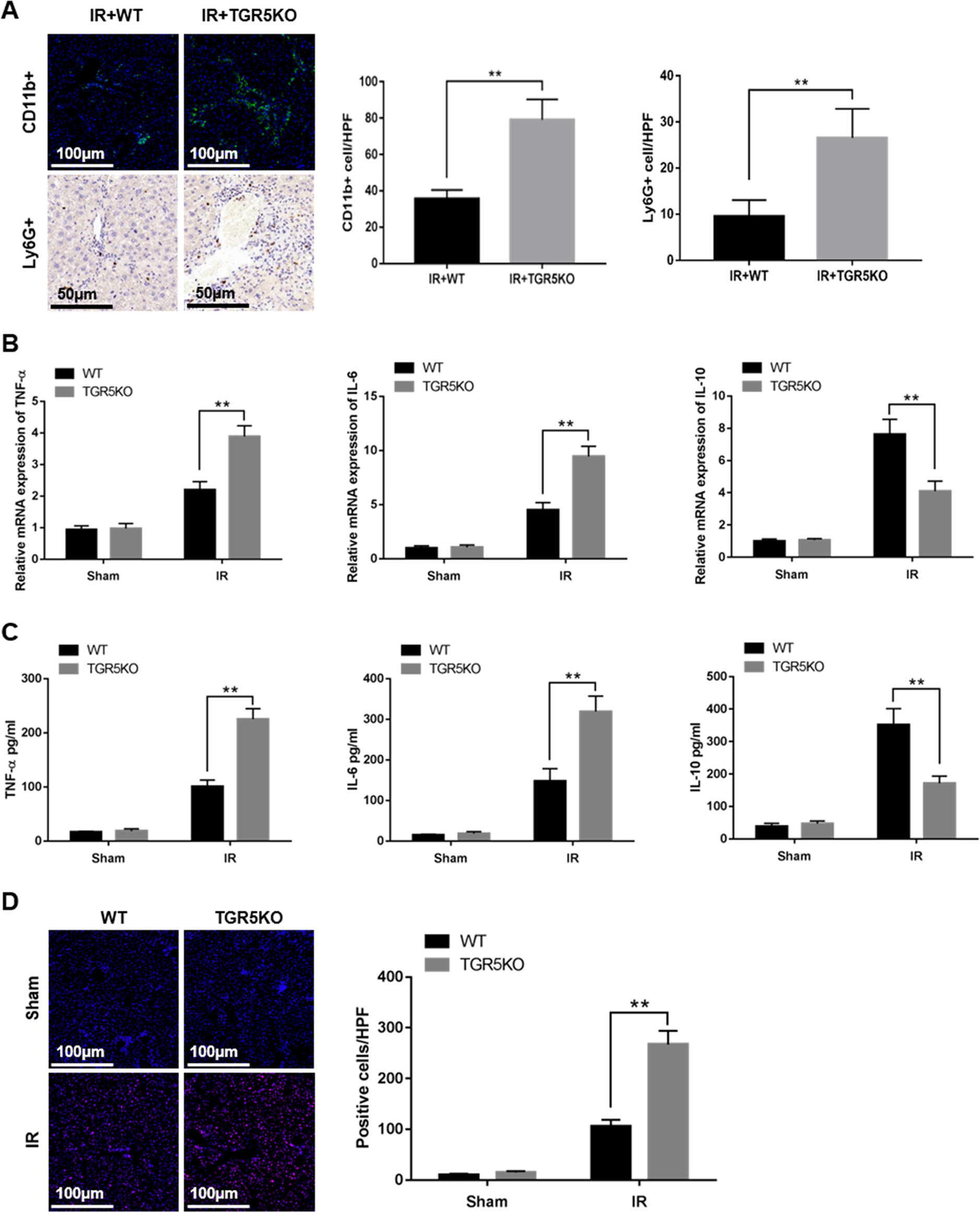Fig. 2: TGR5 deficiency increases macrophage/neutrophil trafficking.