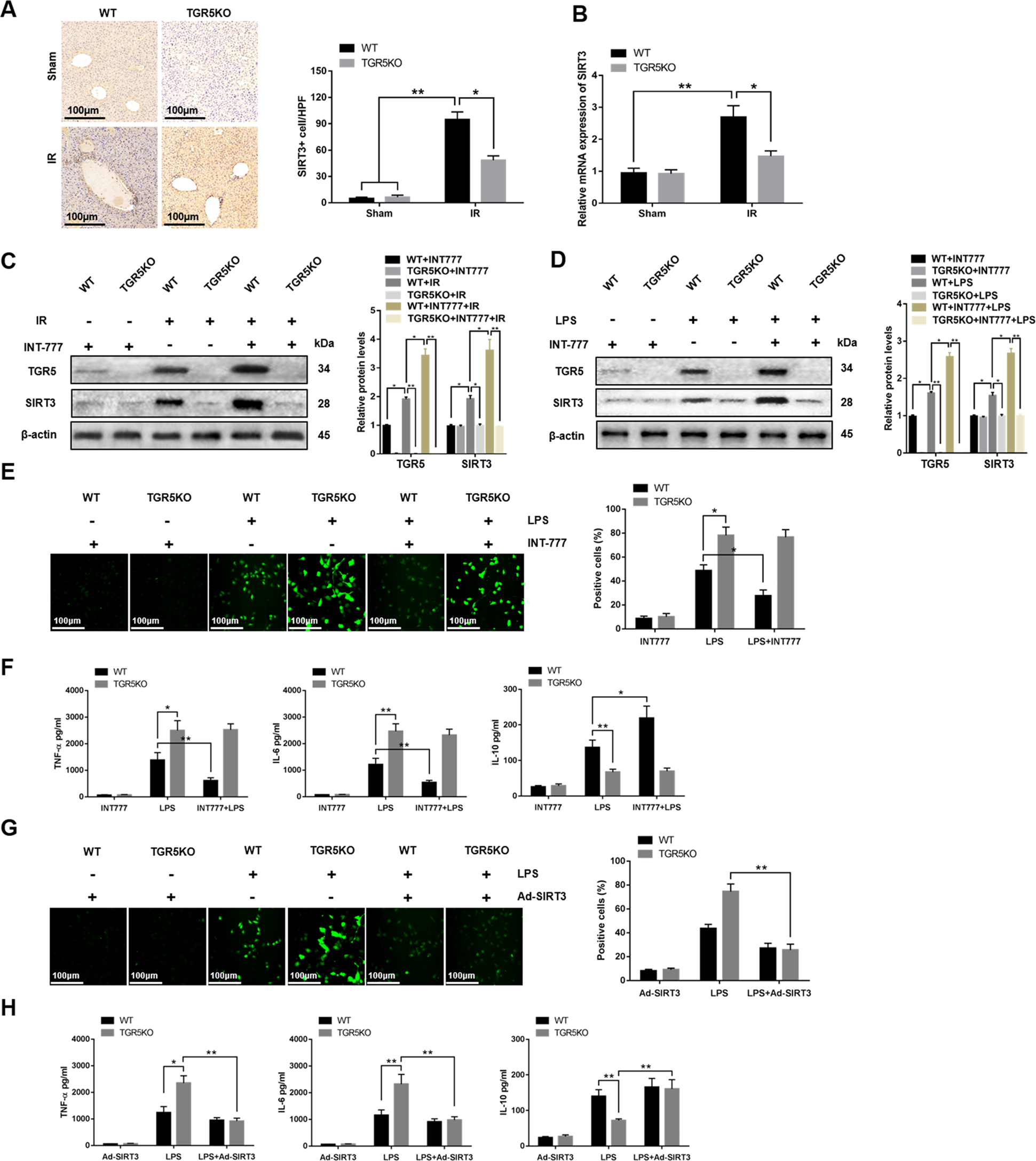 Fig. 4: TGR5 deficiency promotes macrophage inflammatory response and oxidative stress via suppressing SIRT3 expression.
