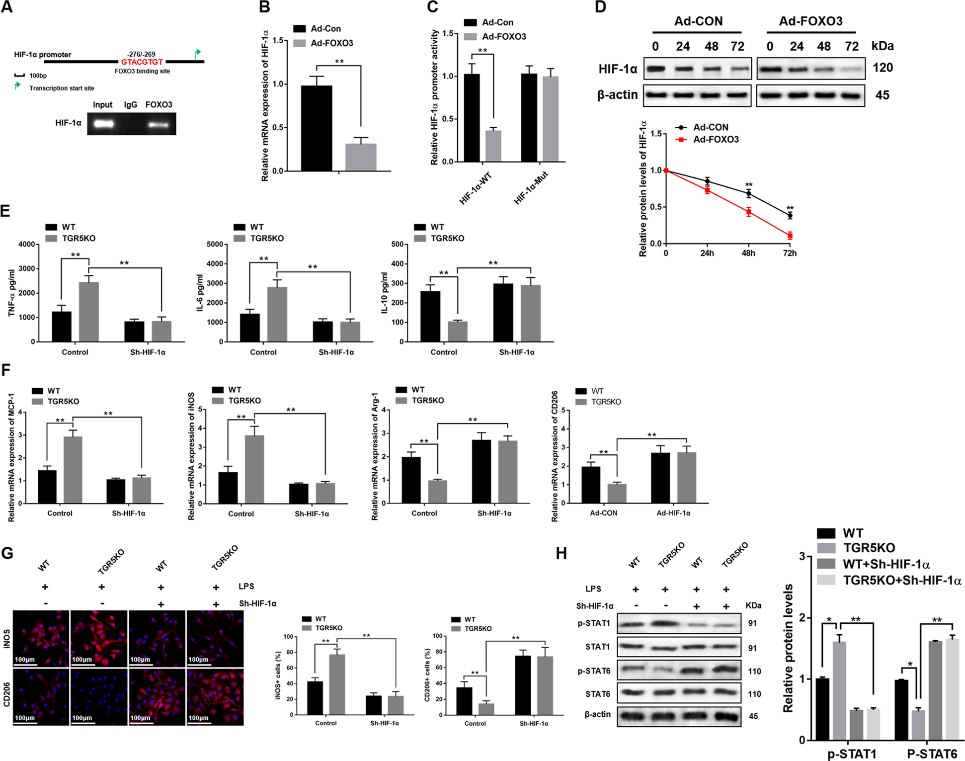 Fig. 7: FOXO3 regulates macrophage oxidative stress and inflammatory response via inhibiting HIF-1α transcription activity.