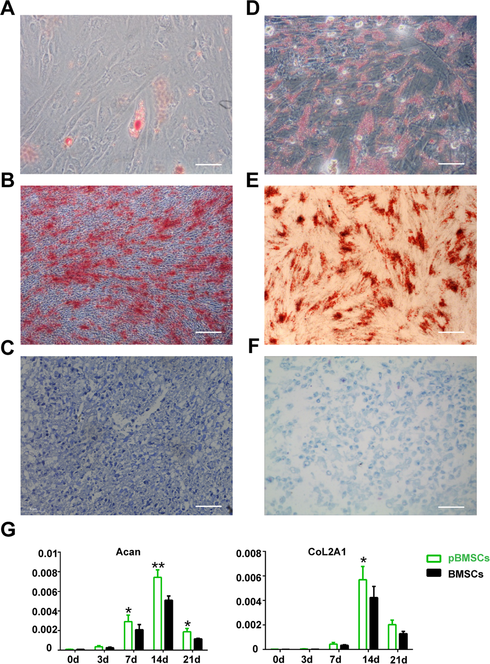 Fig. 2: The potential of the three-dimensional differentiation of the pBMSCs.