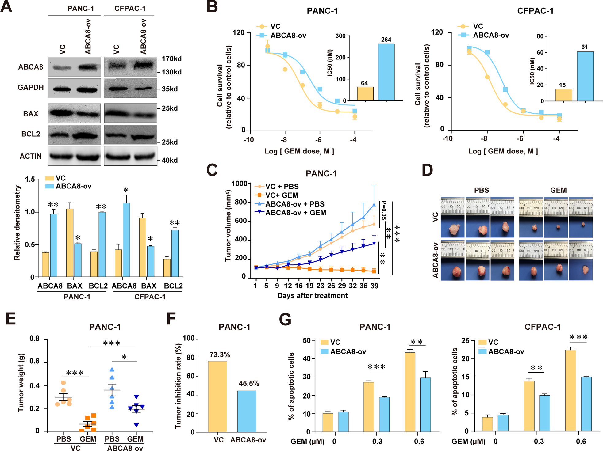 Fig. 3: Overexpression of ABCA8 reduces GEM sensitivity in human pancreatic cancer in vitro and in vivo.