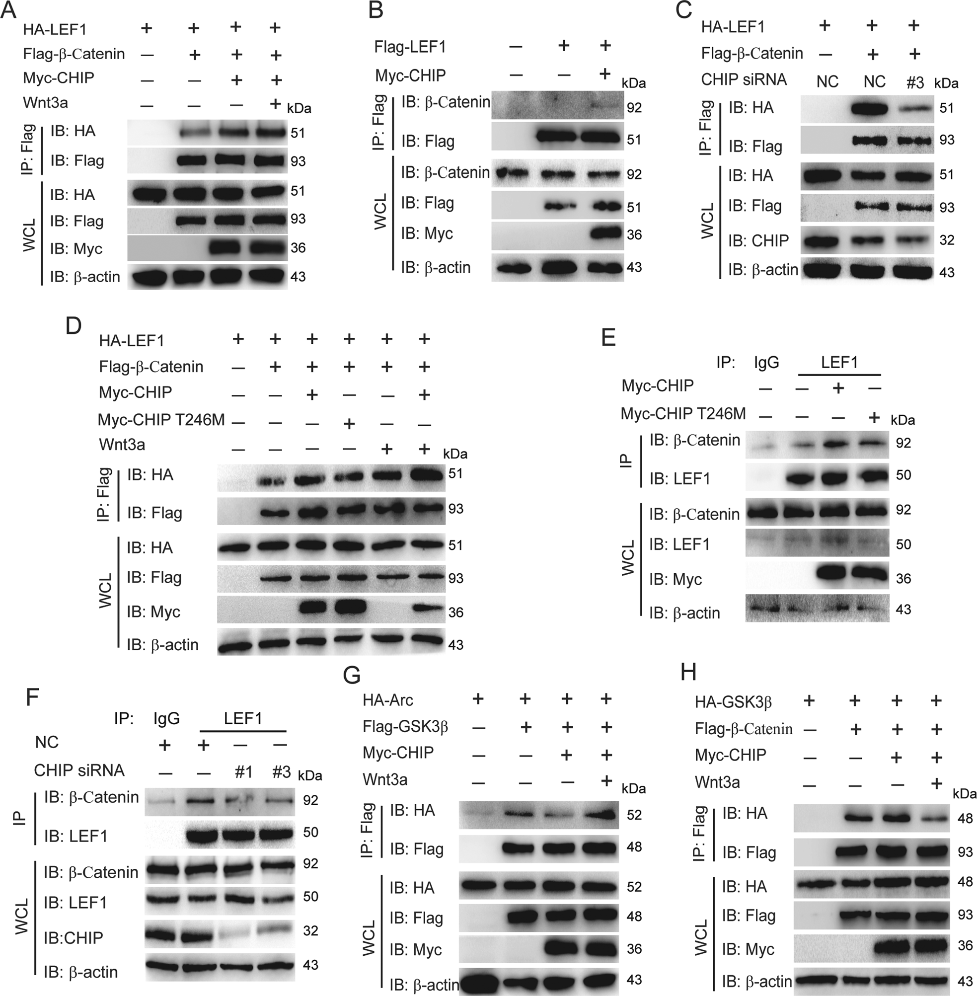 Fig. 5: CHIP influences the interactions between β-catenin and LEF1 or GSK3β, as well as GSK3β and Arc.