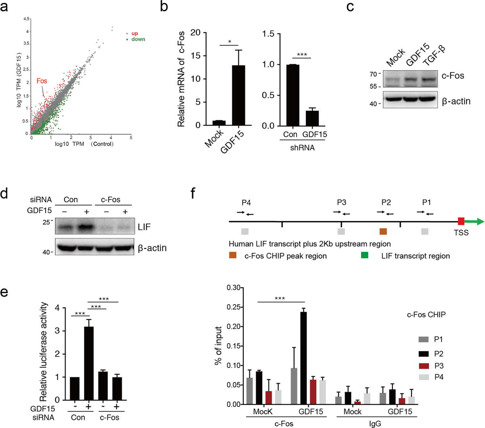 Fig. 2: GDF15 upregulates LIF transcription via c-Fos binding to the promoter.
