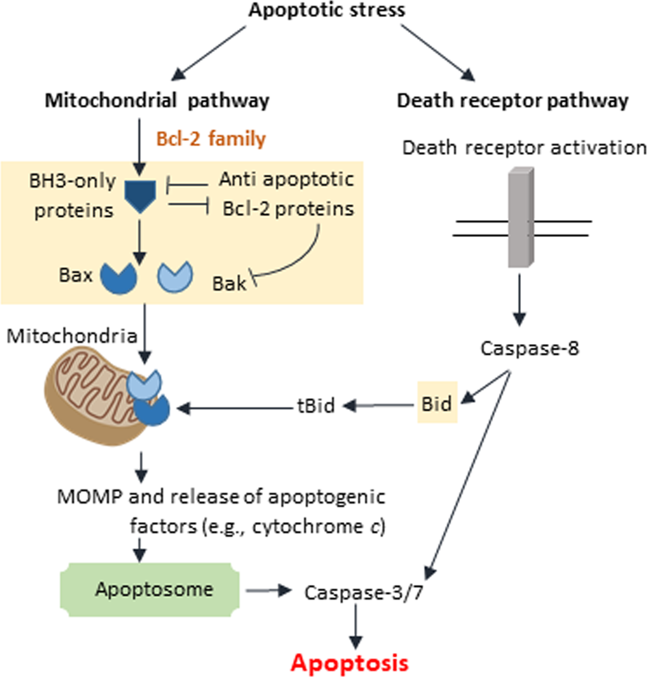 The nuclear envelope: target and mediator of the apoptotic process | Cell  Death Discovery