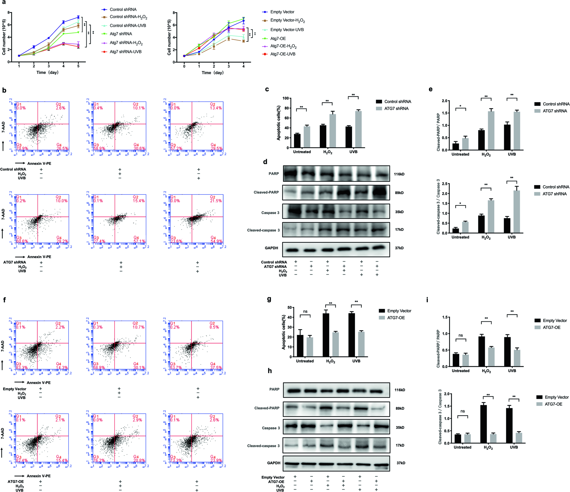 Fig. 3: Deficiency of ATG7-dependent autophagy inhibits proliferation and facilitates oxidative stress-induced apoptosis of NHEM.