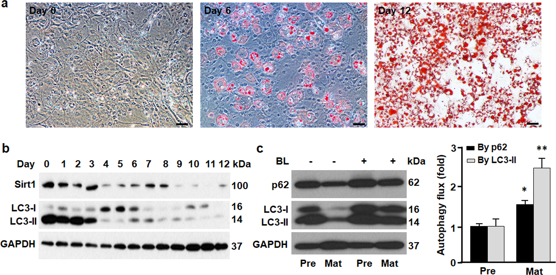 Sirt1 Coordinates With Era To Regulate Autophagy And Adiposity Cell Death Discovery