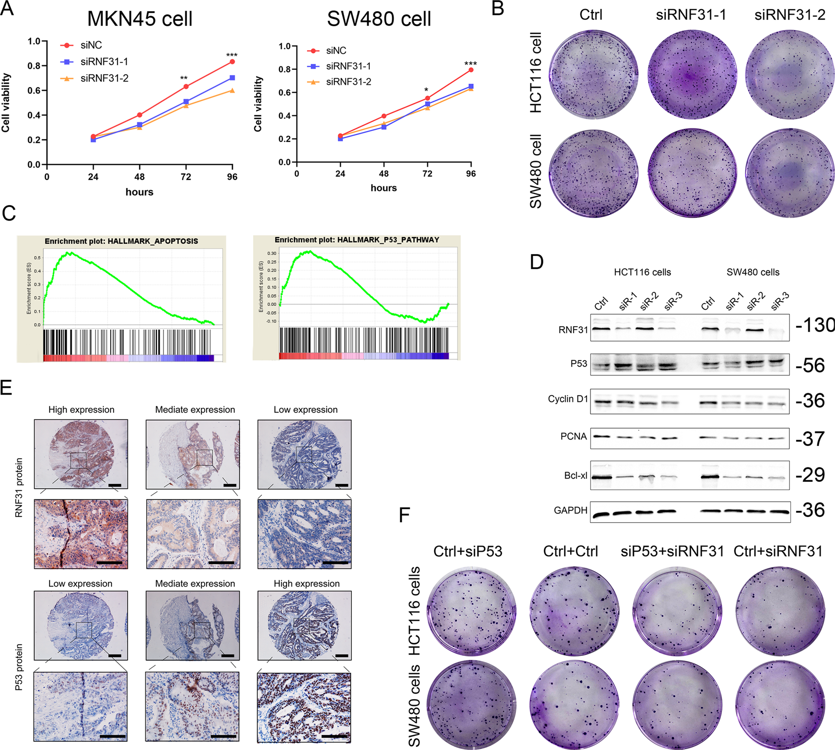 Fig. 5: RNF31 promoted CRC cell growth via the p53 signaling pathway.