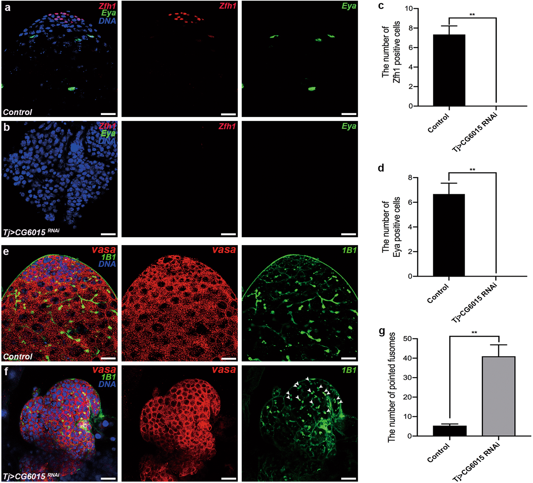 Somatic CG6015 mediates cyst stem cell maintenance and germline stem cell  differentiation via EGFR signaling in Drosophila testes | Cell Death  Discovery
