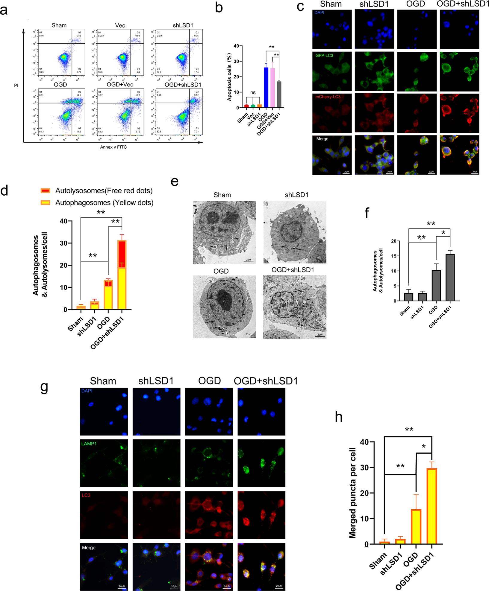 Fig. 5: Knockdown of LSD1 upgraded autophagy and downgraded apoptosis in vitro.