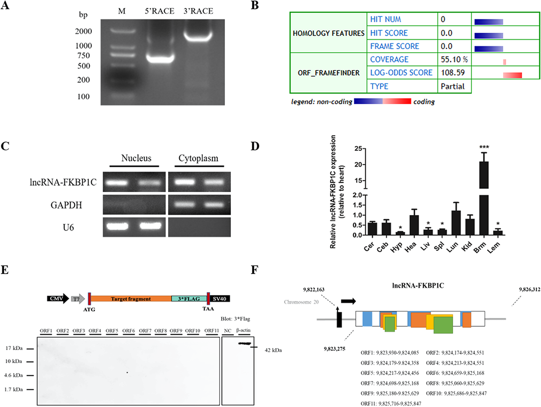 LncRNA-FKBP1C regulates muscle fiber type switching by affecting the  stability of MYH1B | Cell Death Discovery