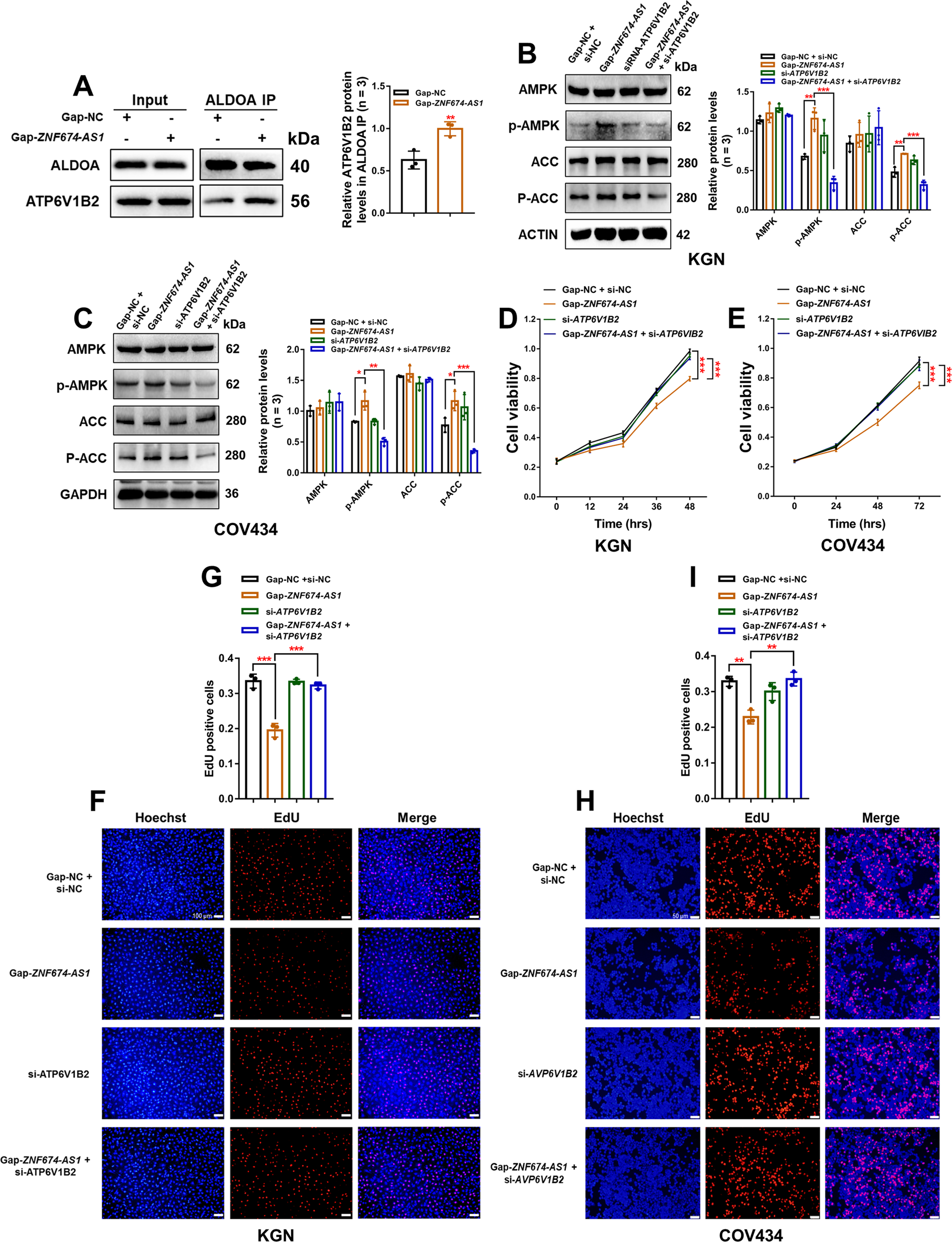 Fig. 6: ZNF674-AS1 regulates the proliferation of GCs through ALDOA/v-ATPase-dependent AMPK activation.
