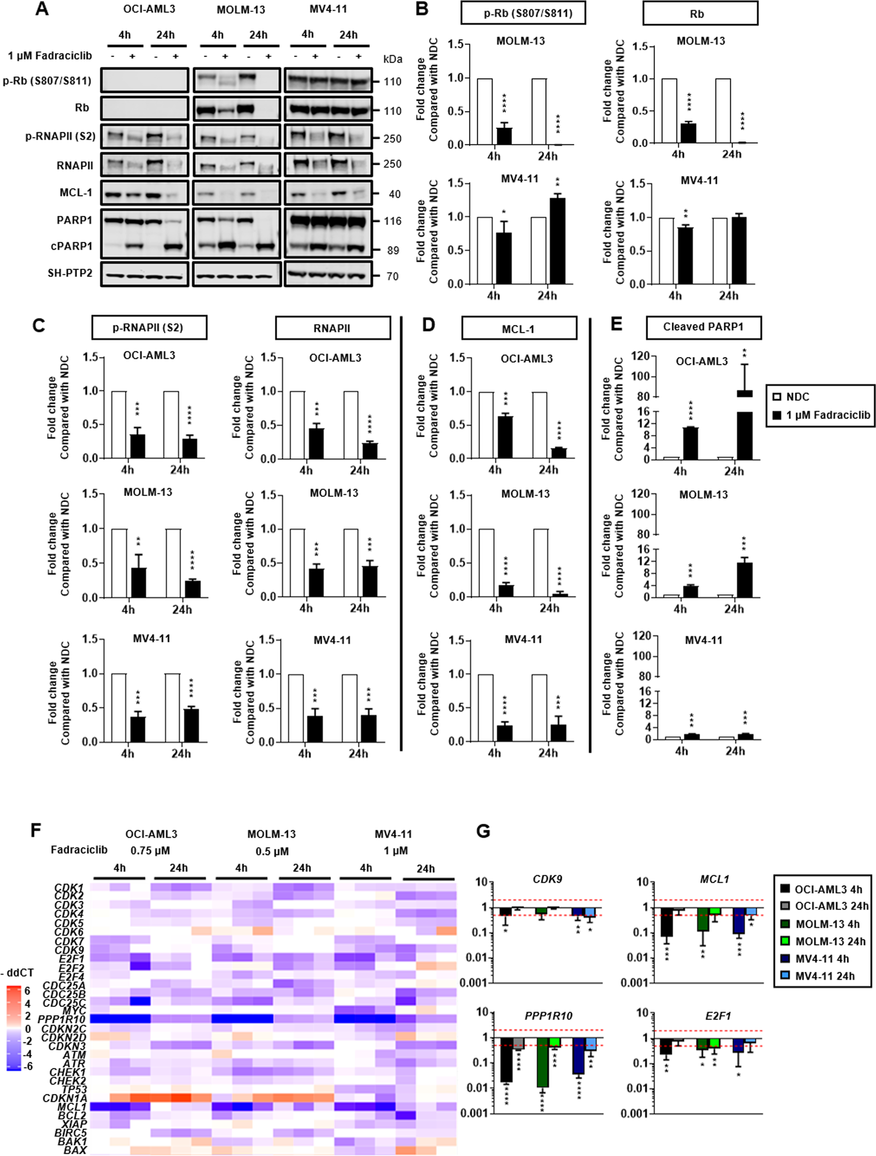 Fig. 2: Fadraciclib downregulates MCL-1, resulting in rapid induction of apoptosis in lines treated with 1 µM of fadraciclib for 4 and 24 h. SH-PTP2 was used as an internal AML cell lines.