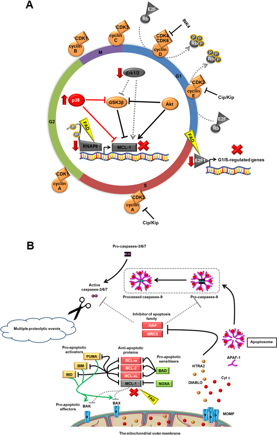 Fig. 5: A schematic diagram of the effects of fadraciclib at 4 h.