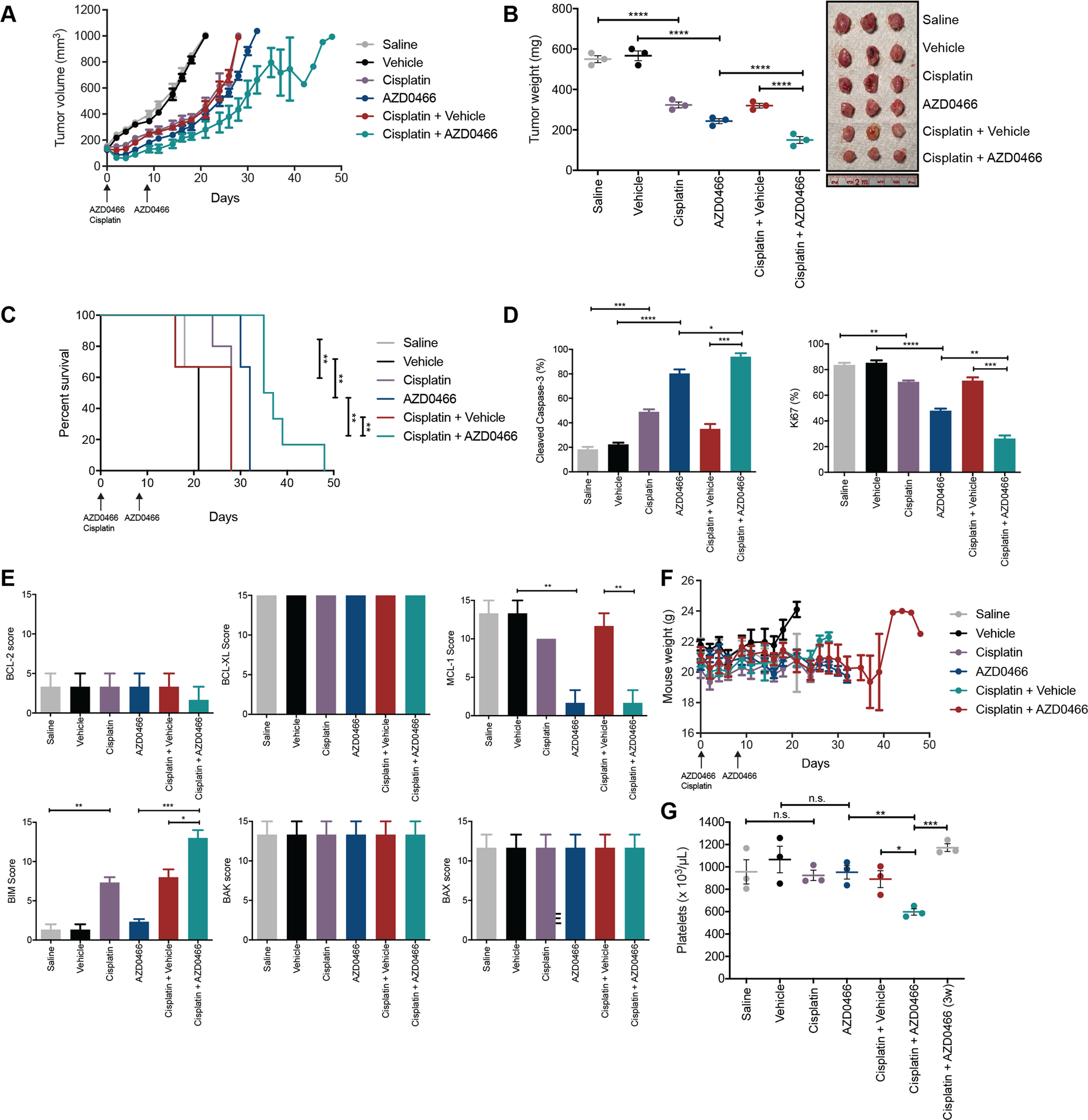 Fig. 4: AZD0466 treatment results in tumor growth control of MPM xenografts.