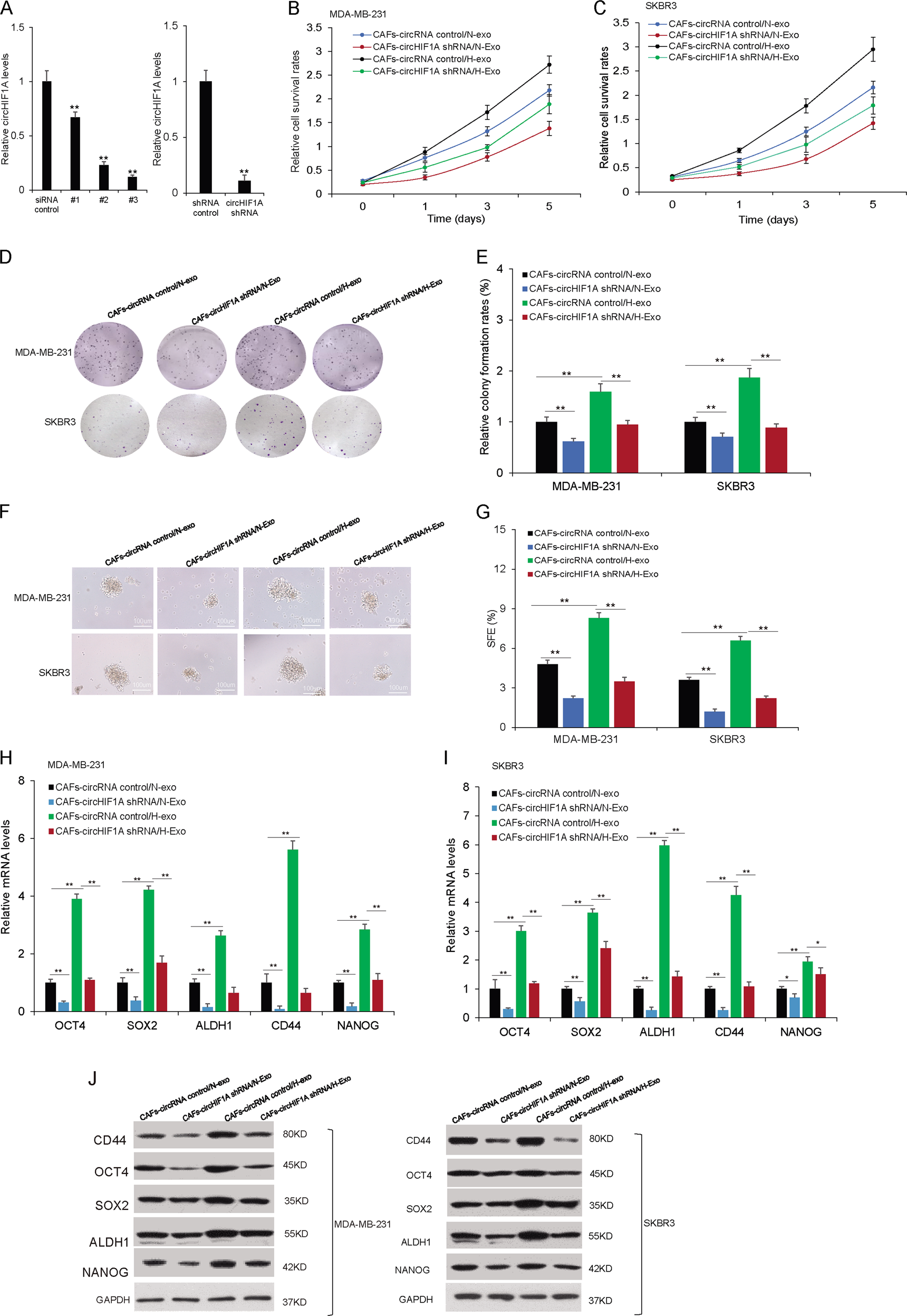 Fig. 3: Hypoxic stroma exosomes circHIF1A promoted breast cancer cell stemness.