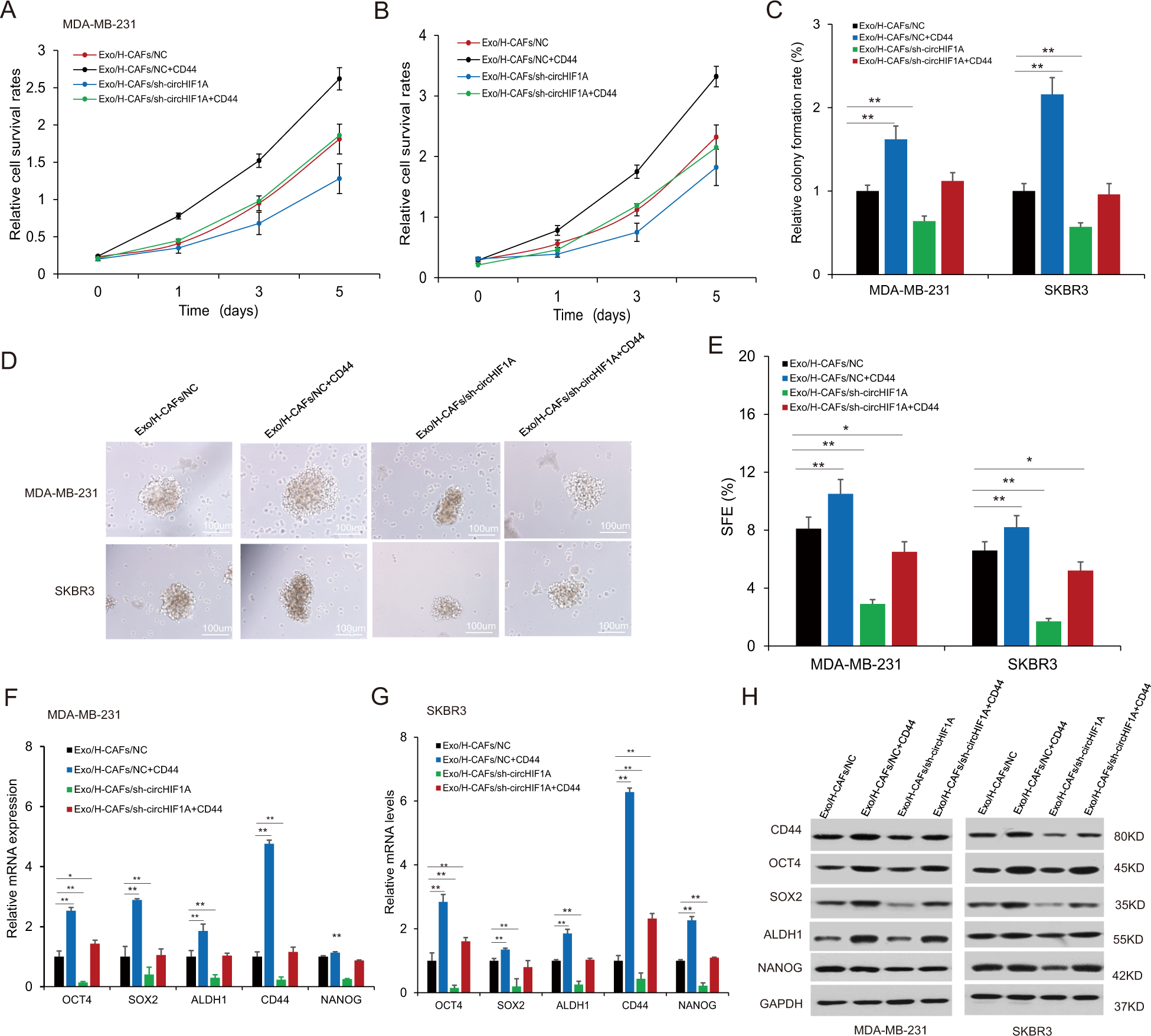 Fig. 6: CircHIF1A regulated cancer cell stemness by CD44.