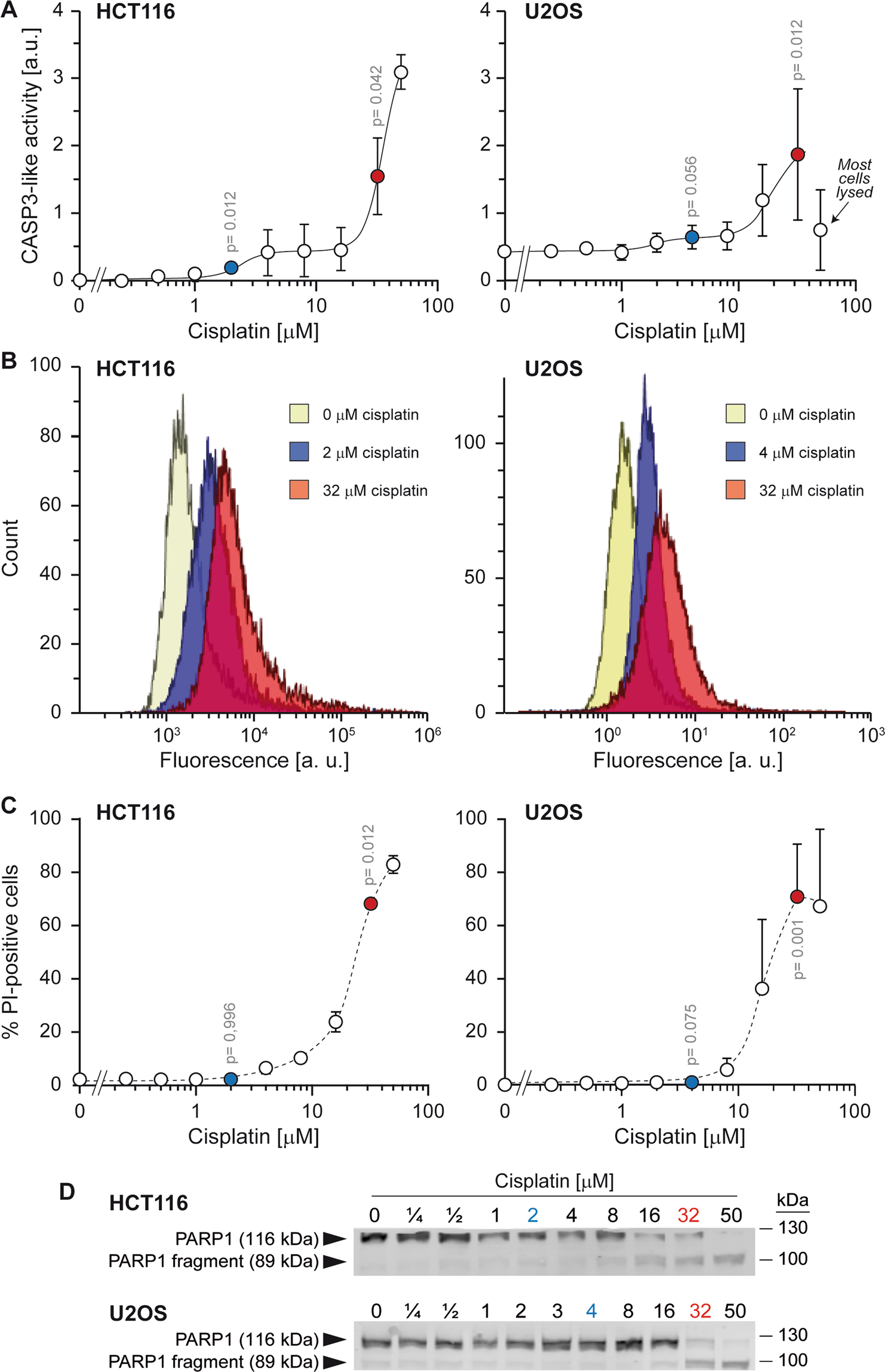 The proteolytic landscape of cells exposed to non-lethal stresses is shaped  by executioner caspases | Cell Death Discovery