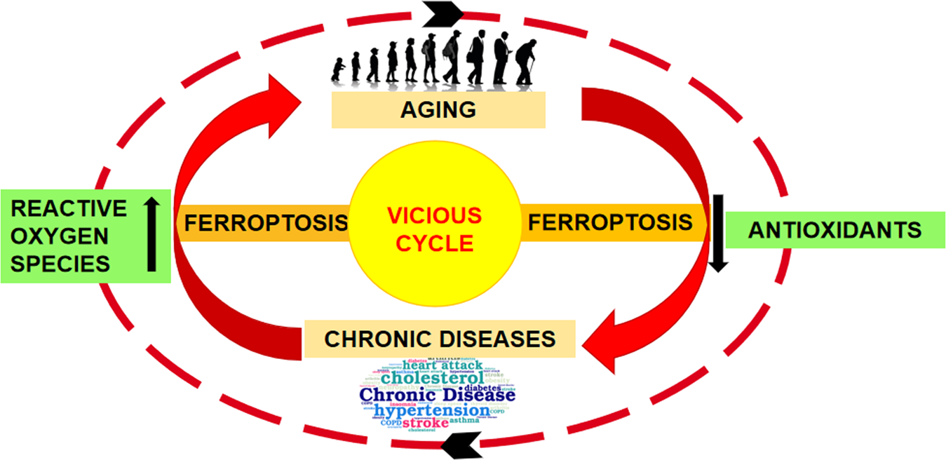 glutathione peroxidase enzyme activity in aging PDF) Implication of ferroptosis in aging