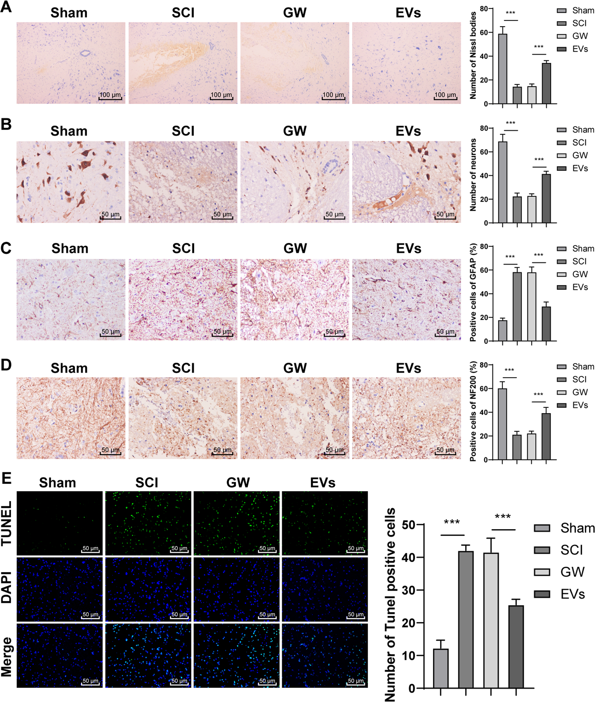 Fig. 3: HucMSCs-EVs alleviate spinal cord neuronal injury in rats.