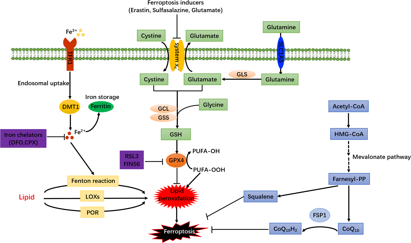 Fig. 1: The regulatory pathways of ferroptosis.
