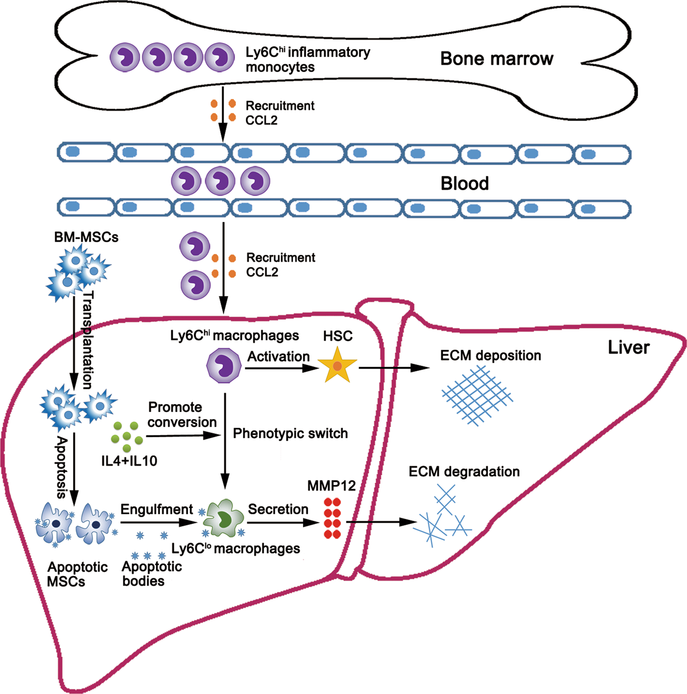Fig. 8: Schematic of how BM-MSCs may decrease liver fibrosis by targeting Ly6Chi/lo macrophages through activating the cytokine-paracrine and apoptotic pathways.