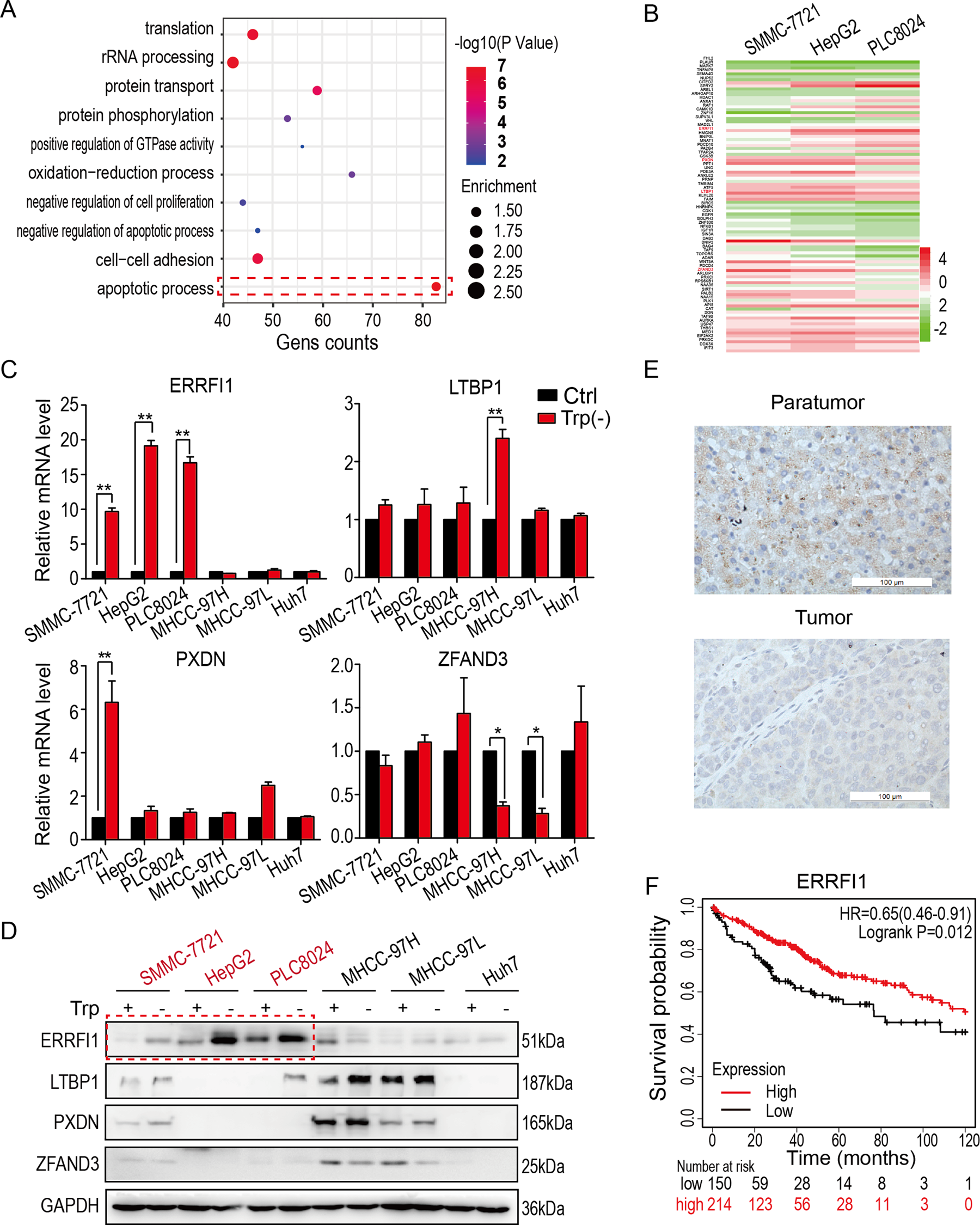 Fig. 2: The expression of ERRFI1 is positively correlated with prognosis in HCC.