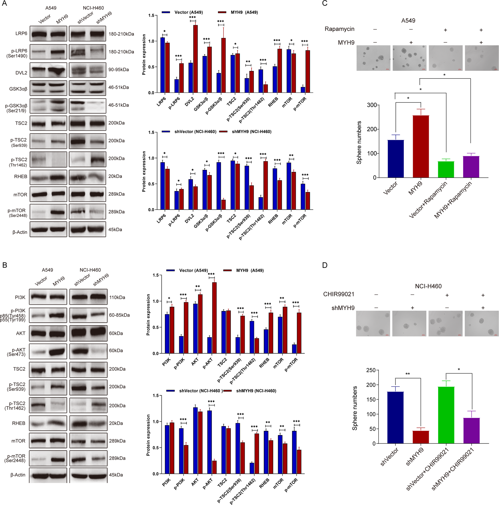 Fig. 5: MYH9 regulates the stem phenotype of LCCs by activating the mTOR signaling pathway.