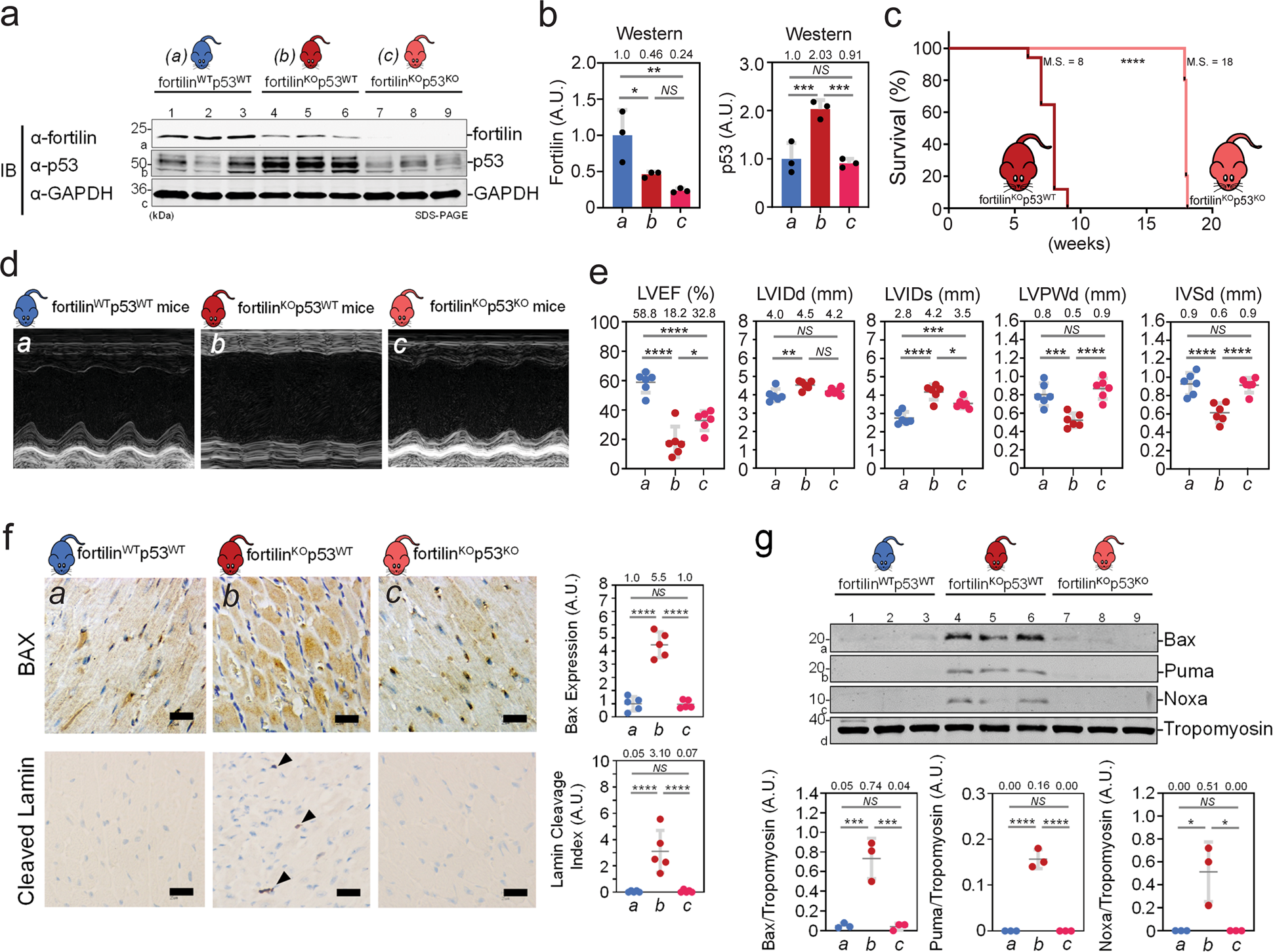 Fig. 3: Lack of p53 partially rescued the premature death of fortilinKO-heart mice.