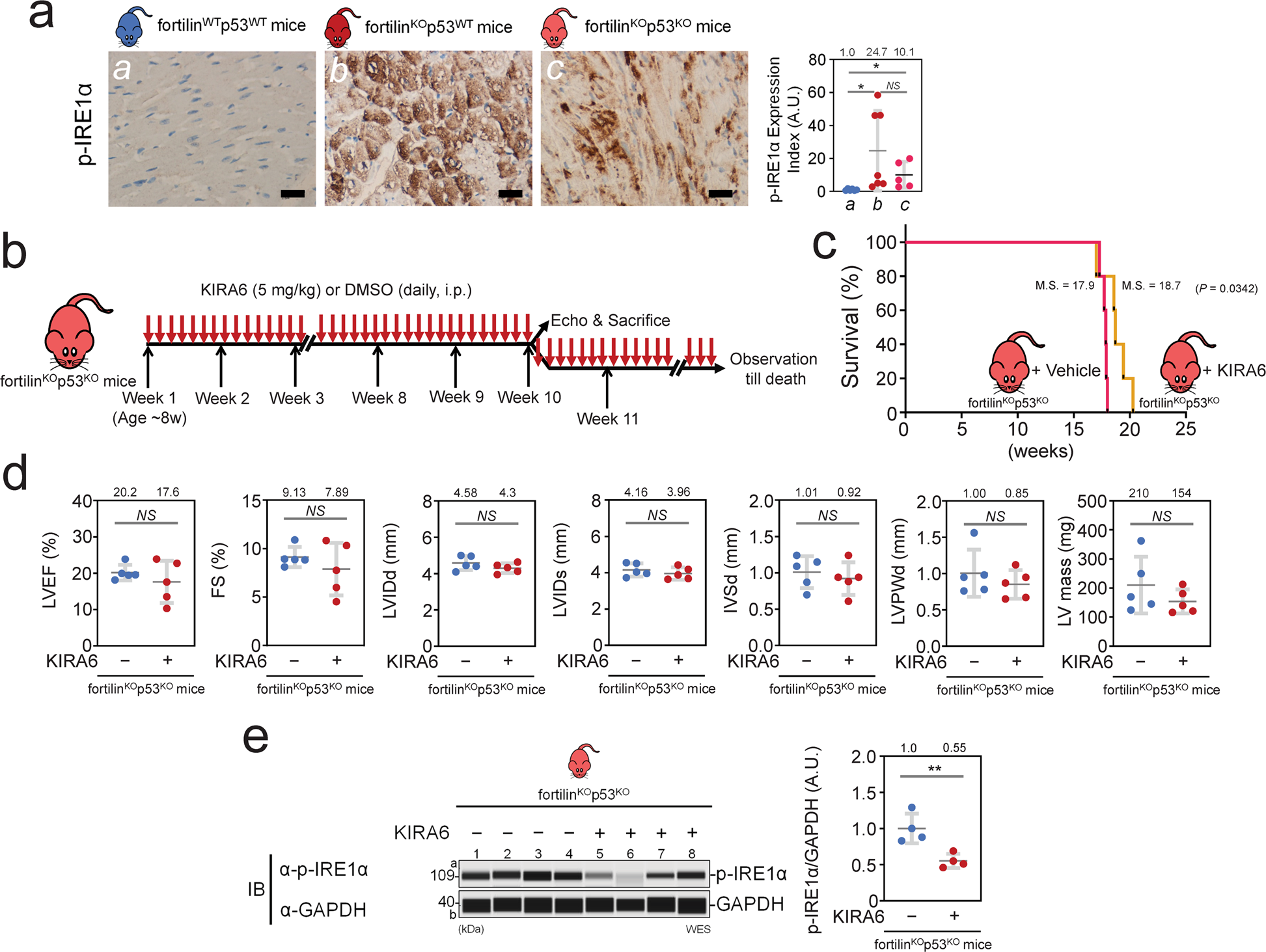 Fig. 4: Inhibition of the IRE1α pathway by KIRA6 improved the survival of fortilinKOp53KO mice.