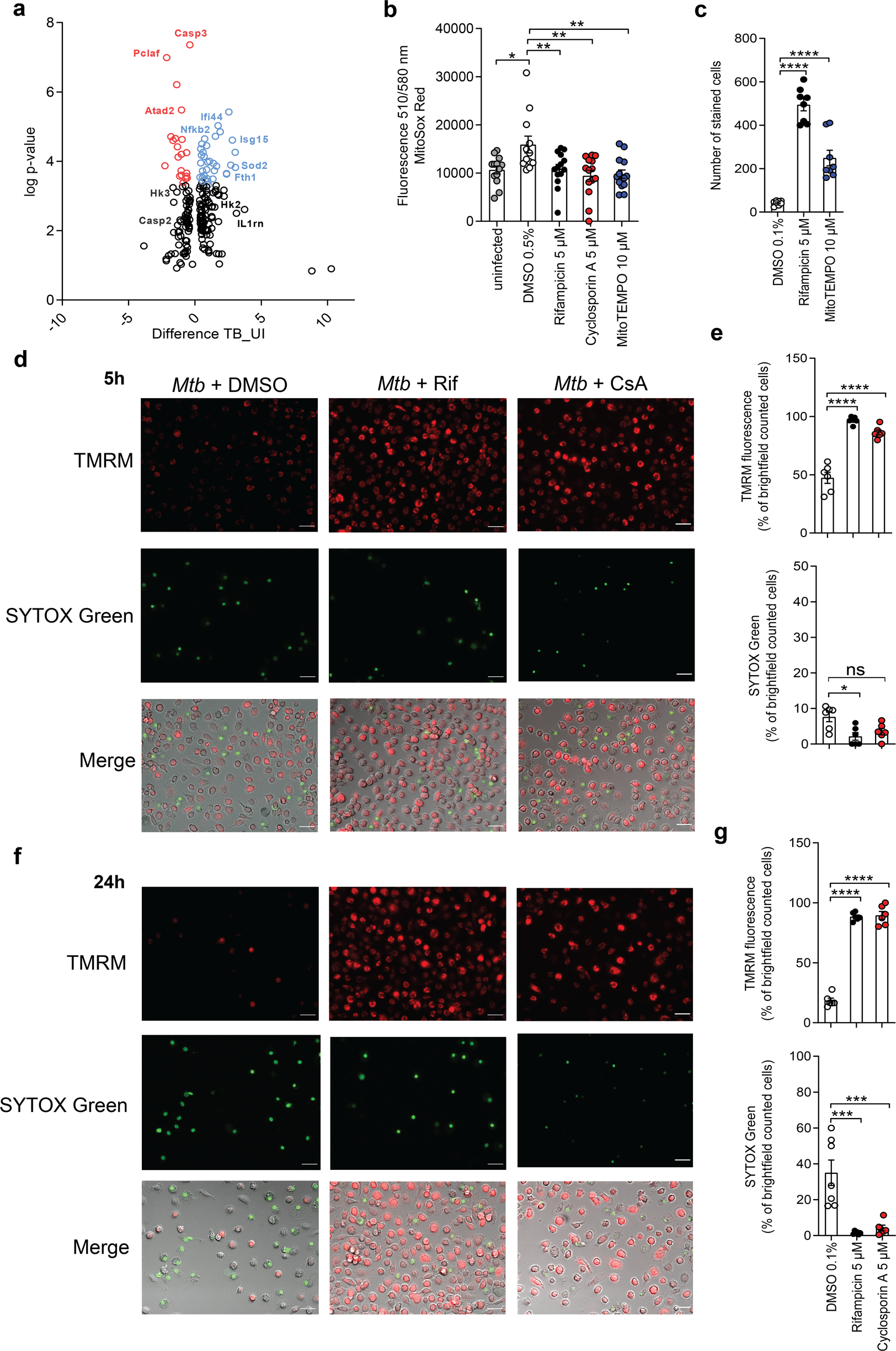Fig. 1: Mtb induces mitochondrial damage.
