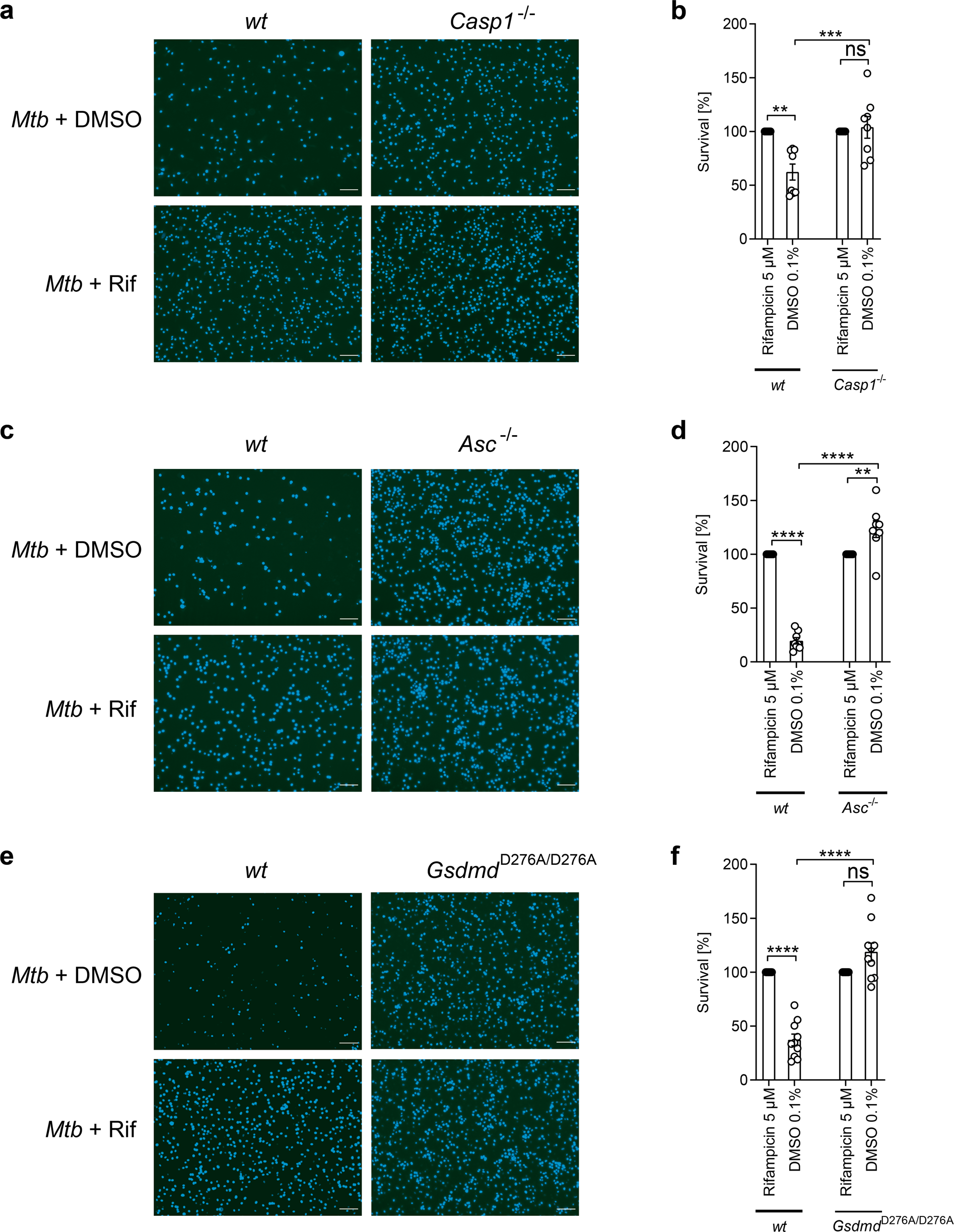 Fig. 4: Mtb infection induces caspase-1 activation.