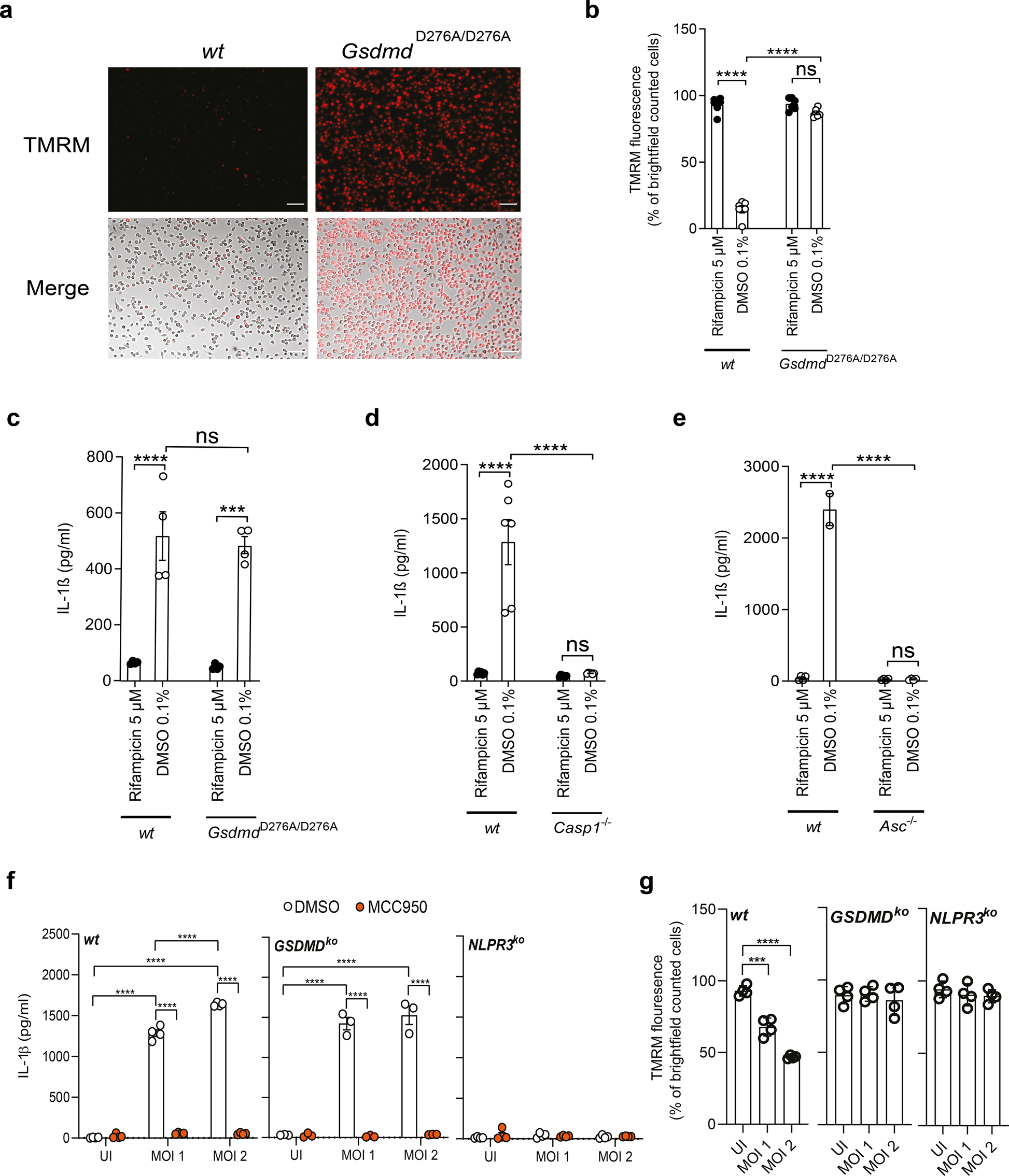 Fig. 5: GSDMD is important for mitochondrial integrity but not IL-1β secretion.