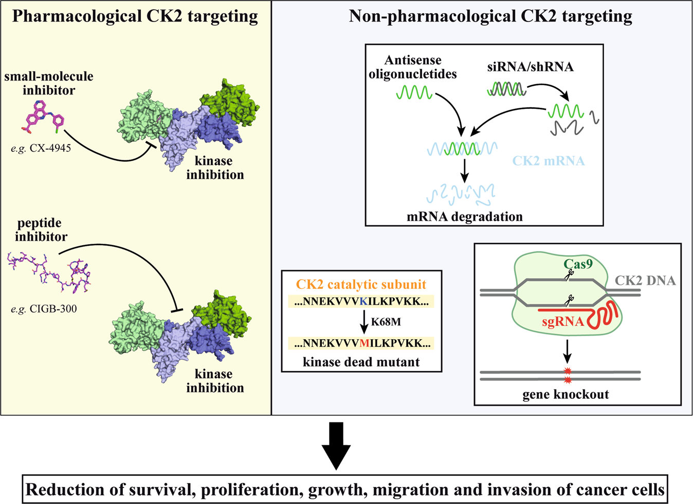 Targeting CK2 in cancer: a valuable strategy or a waste of time? | Cell  Death Discovery