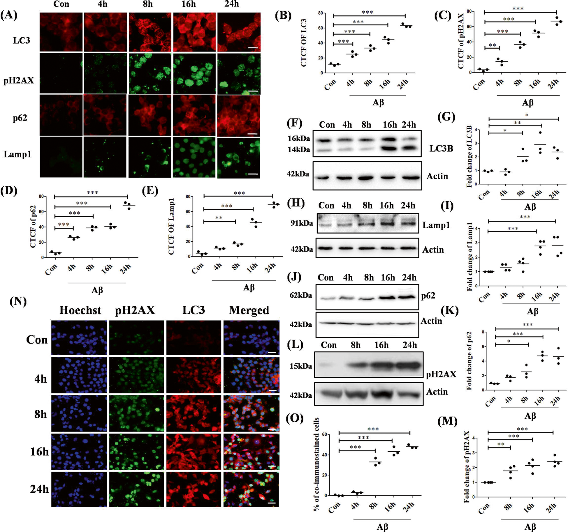 BH3-only proteins Puma and Beclin1 regulate autophagic death in neurons in  response to Amyloid-β | Cell Death Discovery