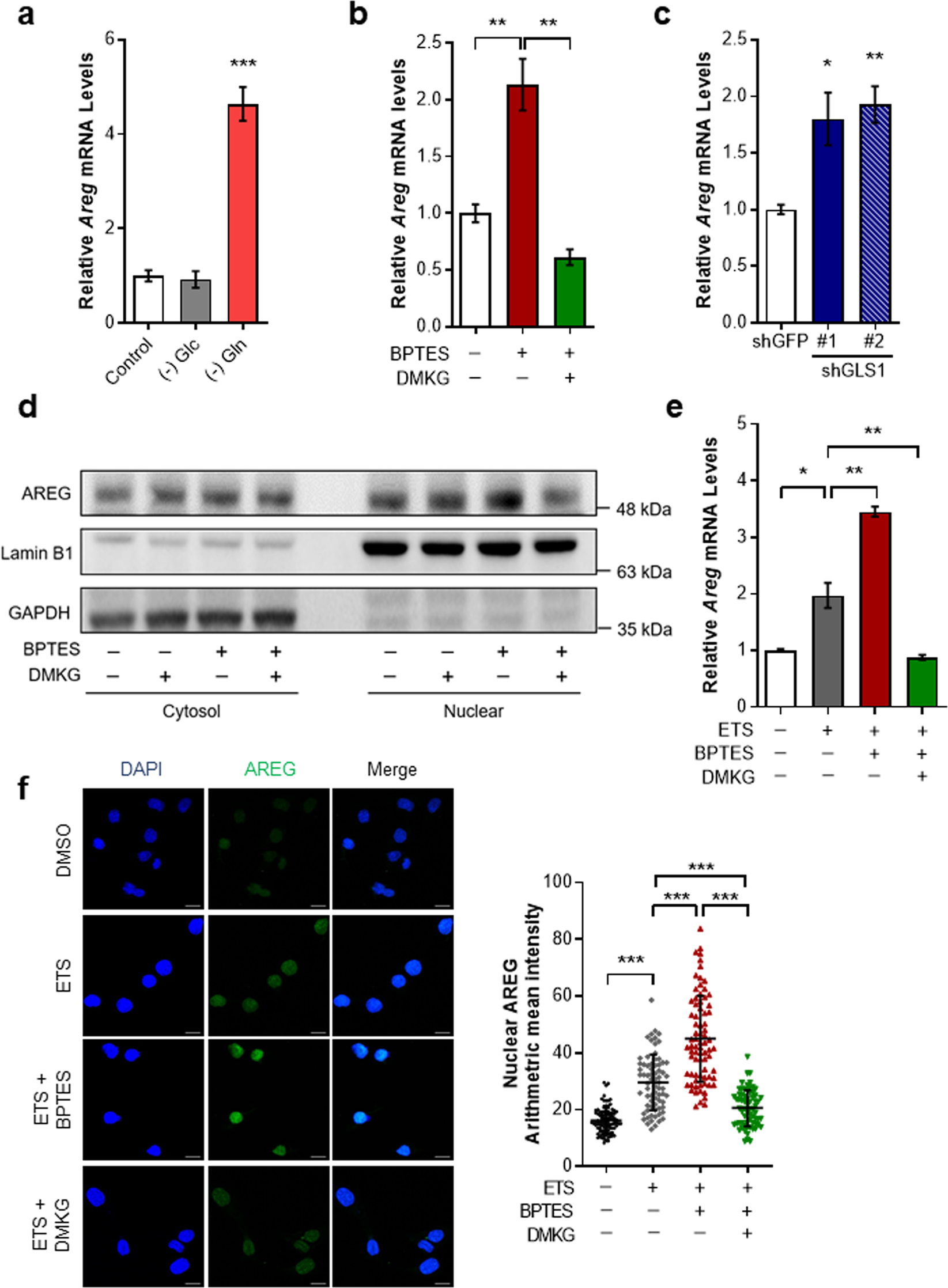 Fig. 2: Mitochondrial Gln metabolism modulates AREG expression.