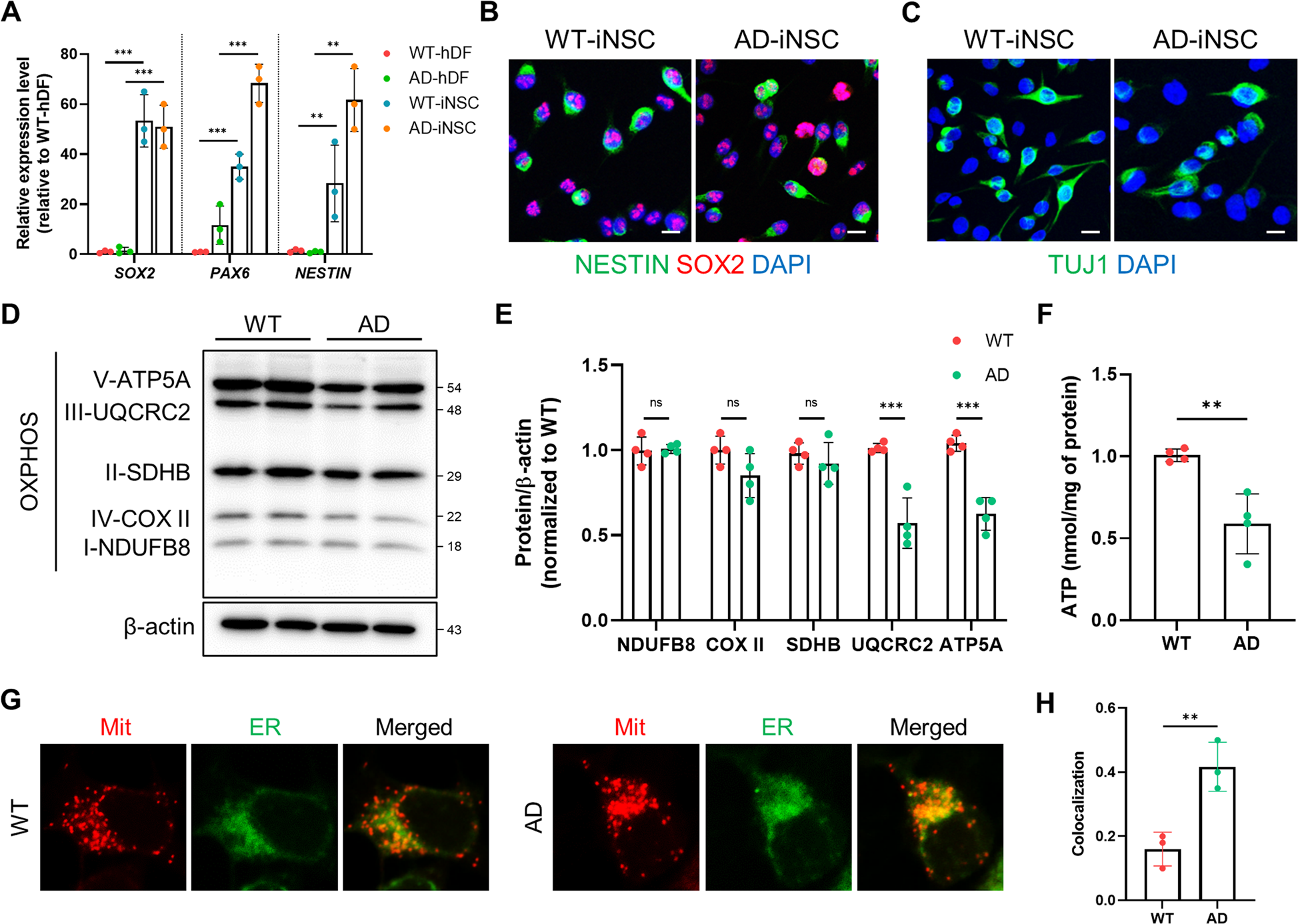 Fig. 1: Mitochondria abnormalities in AD-iNSCs.