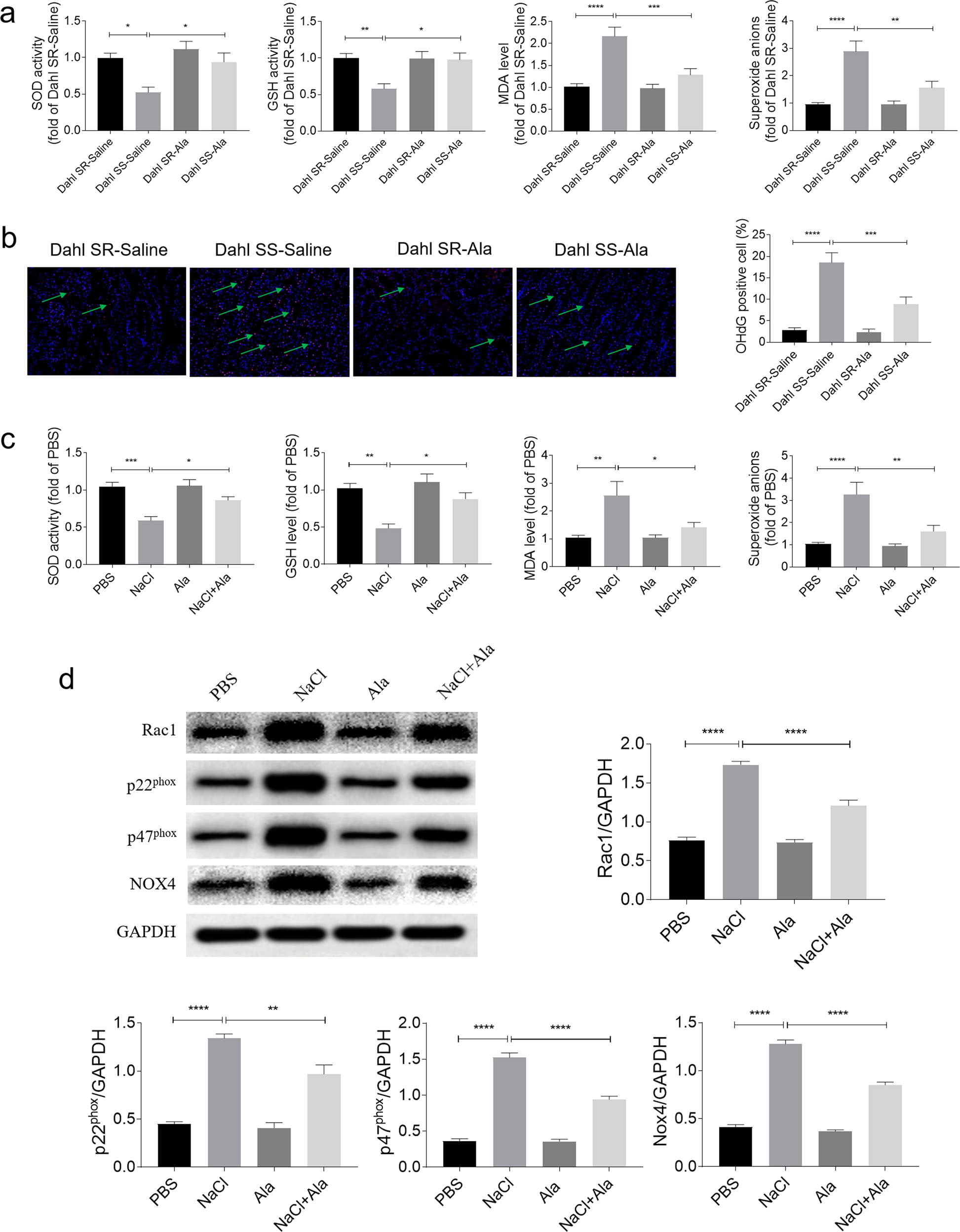 Fig. 4: Alamandine (Ala) alleviated renal oxidative stress induced by sodium chloride (NaCl).